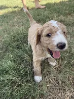 Hank, a male Sheepadoodle and Miniature Labradoodle for sale in Mesa, AZ – 2 of 7