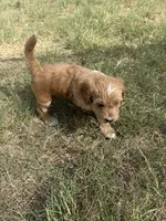 Dottie, a female Sheepadoodle and Miniature Labradoodle for sale in Mesa, AZ – 3 of 7