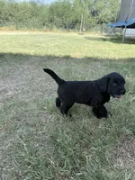 Oreo, a female Sheepadoodle and Miniature Labradoodle for sale in Mesa, AZ – 6 of 7