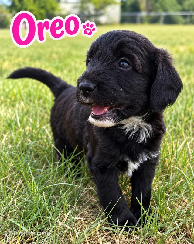 Oreo – Sheepadoodle, Miniature Labradoodle puppy for sale in Mesa, AZ