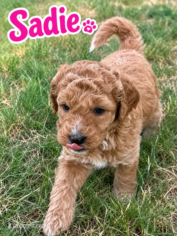 Sadie – Sheepadoodle, Miniature Labradoodle puppy for sale in Mesa, AZ