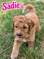 Sadie, a female Sheepadoodle and Miniature Labradoodle for sale in Mesa, AZ – 1 of 5