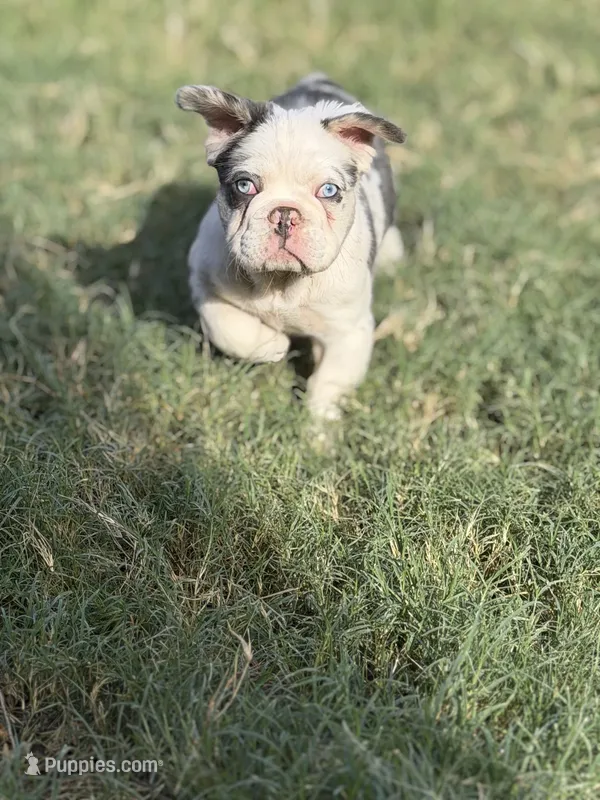 AKC Onyx, a male French Bulldog for sale in Chandler, AZ – 1 of 9