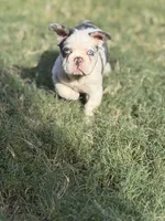 AKC Onyx, a male French Bulldog for sale in Chandler, AZ – 1 of 9