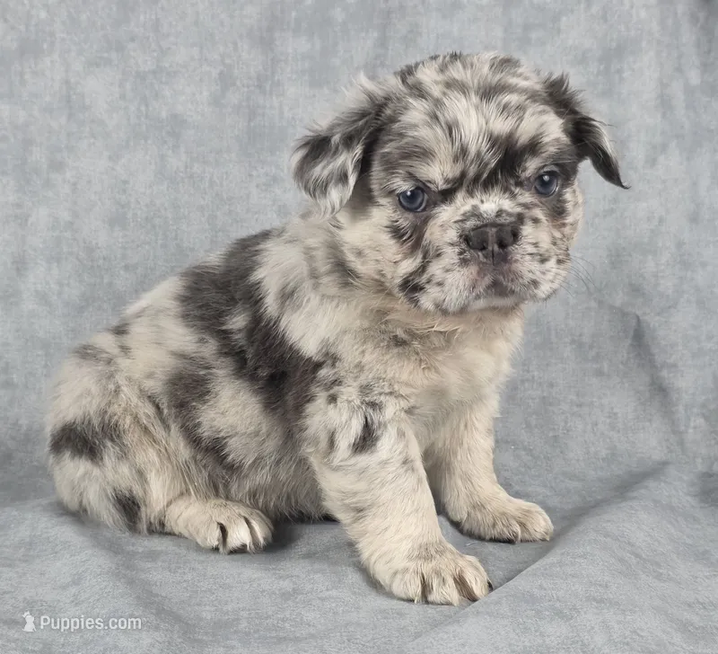 Jade – French Bulldog puppy for sale in Chandler, AZ