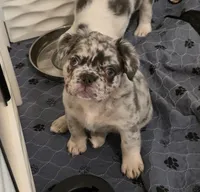 Jade, a female French Bulldog for sale in Chandler, AZ – 3 of 9