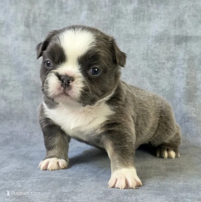 Sapphire – French Bulldog puppy for sale in Chandler, AZ