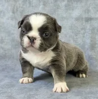 Sapphire, a female French Bulldog for sale in Chandler, AZ – 1 of 1
