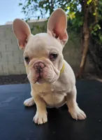 AKC Lil P, a male French Bulldog for sale in Chandler, AZ – Photo 1 of 2
