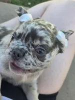 Jade, a female French Bulldog for sale in Chandler, AZ – 6 of 9