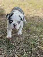 AKC Onyx, a male French Bulldog for sale in Chandler, AZ – 3 of 9
