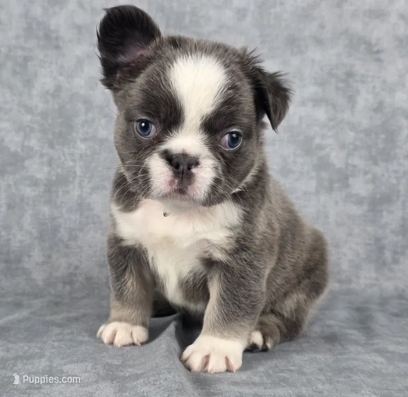 Sapphire – French Bulldog puppy for sale in Chandler, AZ