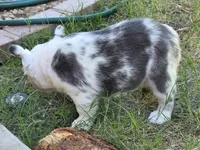 Onyx, a male French Bulldog for sale in Chandler, AZ – 6 of 7