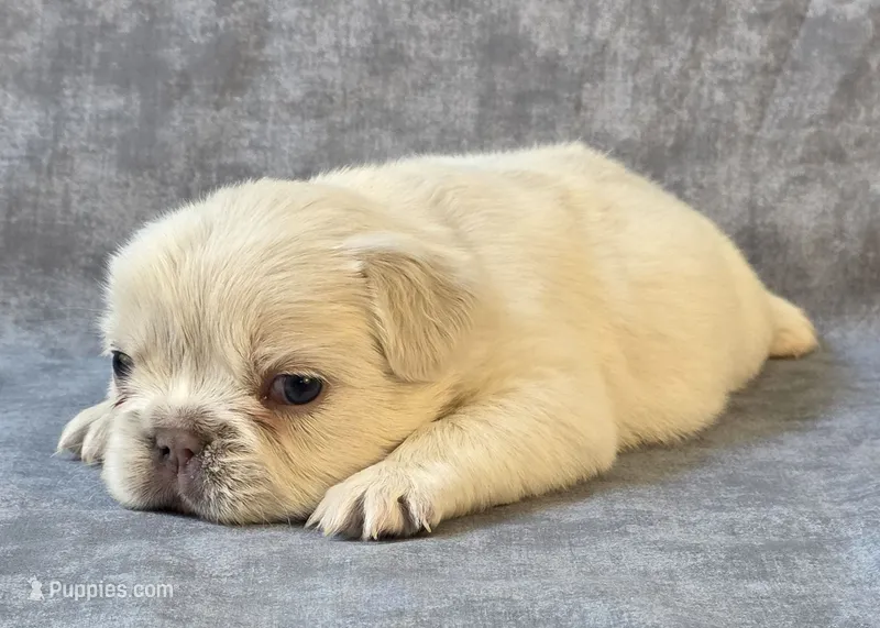 Opal – French Bulldog puppy for sale in Chandler, AZ