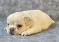 Opal, a female French Bulldog for sale in Chandler, AZ – 1 of 1