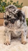 AKC Jade, a female French Bulldog for sale in Chandler, AZ – 1 of 2