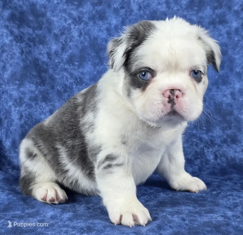 Onyx – French Bulldog puppy for sale in Chandler, AZ