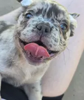 AKC Jade, a female French Bulldog for sale in Chandler, AZ – 2 of 2