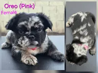 AKC Oreo, a female French Bulldog for sale in Chandler, AZ – Photo 4 of 5