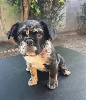 AKC Oreo, a female French Bulldog for sale in Chandler, AZ – Photo 2 of 5