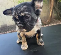 AKC Oreo, a female French Bulldog for sale in Chandler, AZ – Photo 1 of 5