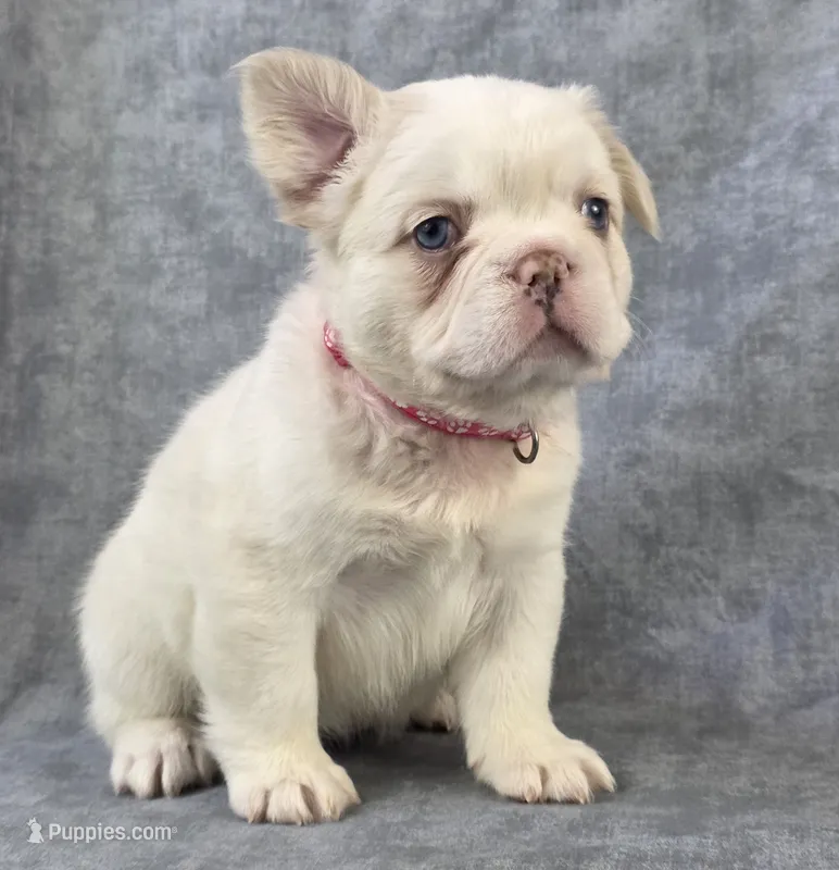 Pearl – French Bulldog puppy for sale in Chandler, AZ