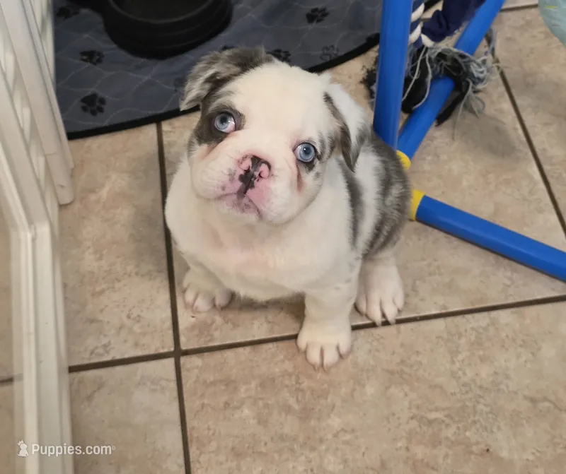 Onyx – French Bulldog puppy for sale in Chandler, AZ