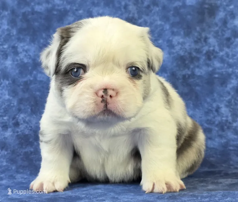 Onyx – French Bulldog puppy for sale in Chandler, AZ