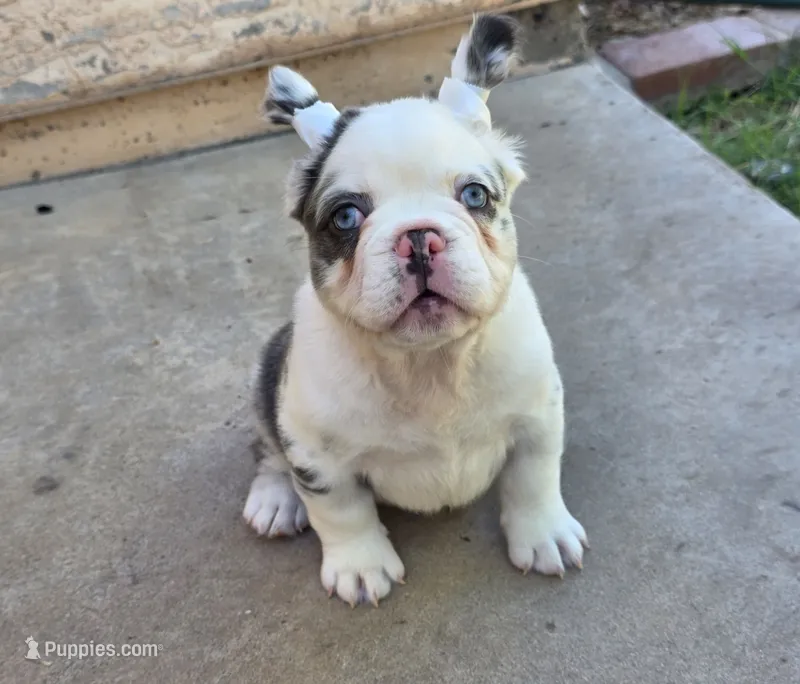 Onyx – French Bulldog puppy for sale in Chandler, AZ