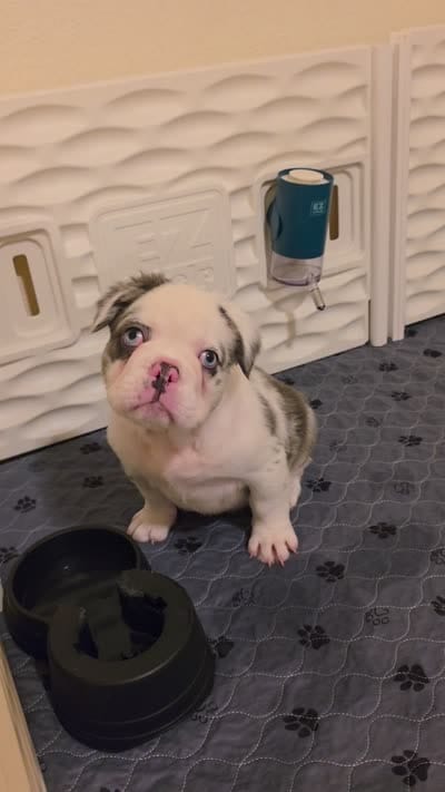 AKC Onyx, a male French Bulldog for sale in Chandler, AZ – 2 of 9