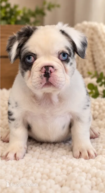 Onyx – French Bulldog puppy for sale in Chandler, AZ