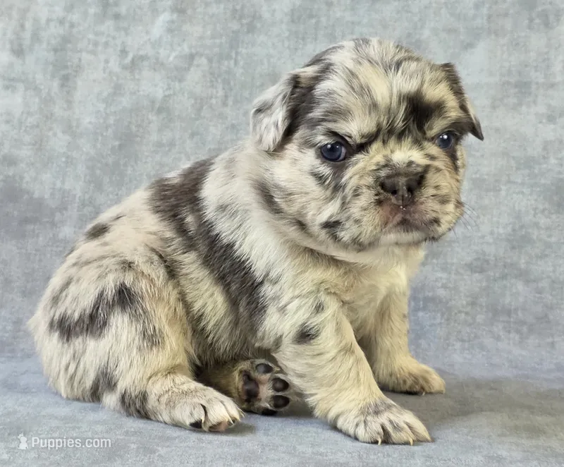 Jade – French Bulldog puppy for sale in Chandler, AZ