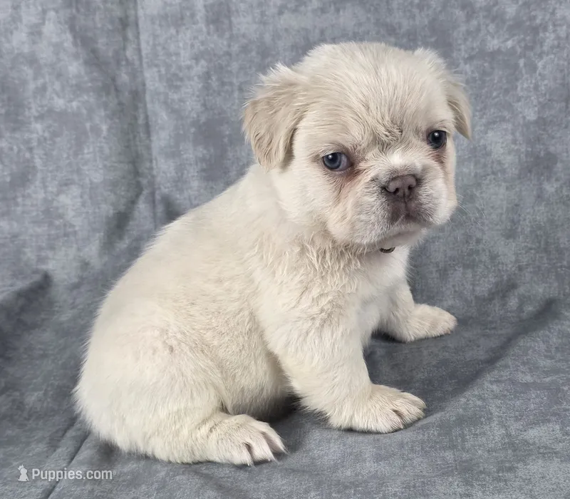 Opal – French Bulldog puppy for sale in Chandler, AZ