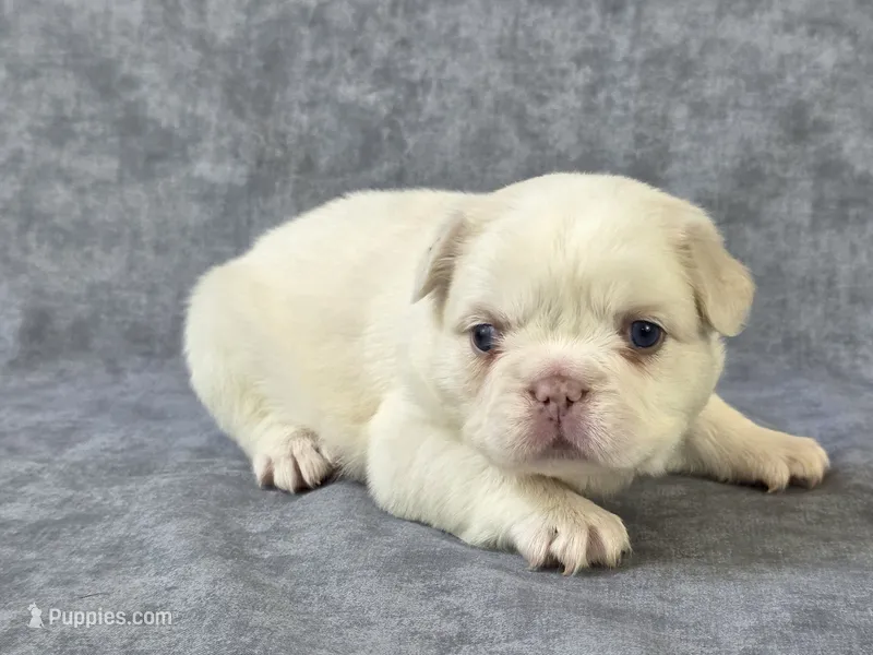 Pearl – French Bulldog puppy for sale in Chandler, AZ