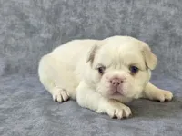 Pearl, a female French Bulldog for sale in Chandler, AZ – 1 of 1