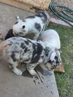 Jade, a female French Bulldog for sale in Chandler, AZ – 8 of 9