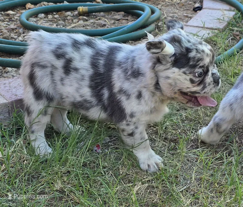 Jade – French Bulldog puppy for sale in Chandler, AZ