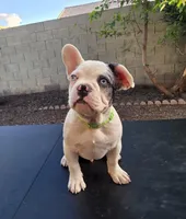 AKC Spot, a male French Bulldog for sale in Chandler, AZ – Photo 1 of 4
