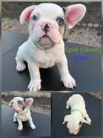 AKC Spot, a male French Bulldog for sale in Chandler, AZ – Photo 3 of 4