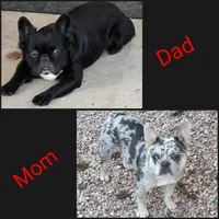 AKC Spot, a male French Bulldog for sale in Chandler, AZ – Photo 4 of 4