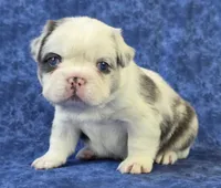 Onyx, a male French Bulldog for sale in Chandler, AZ – 2 of 2