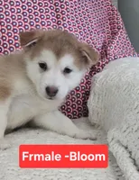 Bloom, a female Alaskan Malamute for sale in Armada, MI – 1 of 1