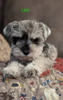Lexi, a female Miniature Schnauzer for sale in West Plains, MO – 3 of 6