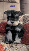 Louie, a male Miniature Schnauzer for sale in West Plains, MO – 3 of 3