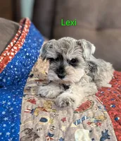 Lexi, a female Miniature Schnauzer for sale in West Plains, MO – 2 of 6