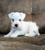 Ivory, a female Miniature Schnauzer for sale in West Plains, MO – 4 of 9