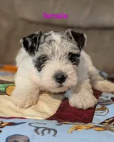 Lilly , a female Miniature Schnauzer for sale in West Plains, MO – 3 of 3