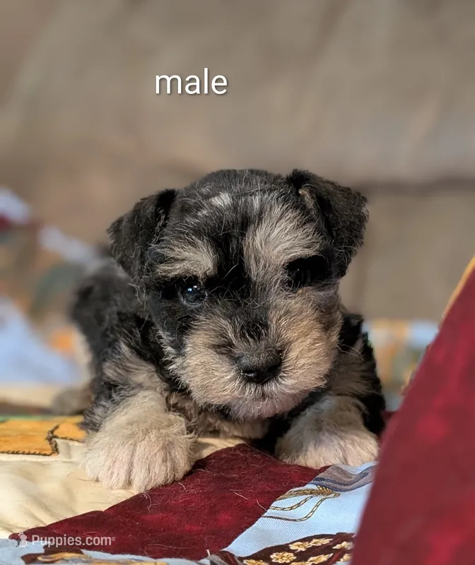 Baxter – Miniature Schnauzer puppy for sale in West Plains, MO
