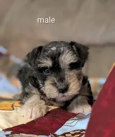 Baxter, a male Miniature Schnauzer for sale in West Plains, MO – 1 of 3