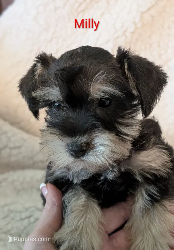 Milly – Miniature Schnauzer puppy for sale in West Plains, MO